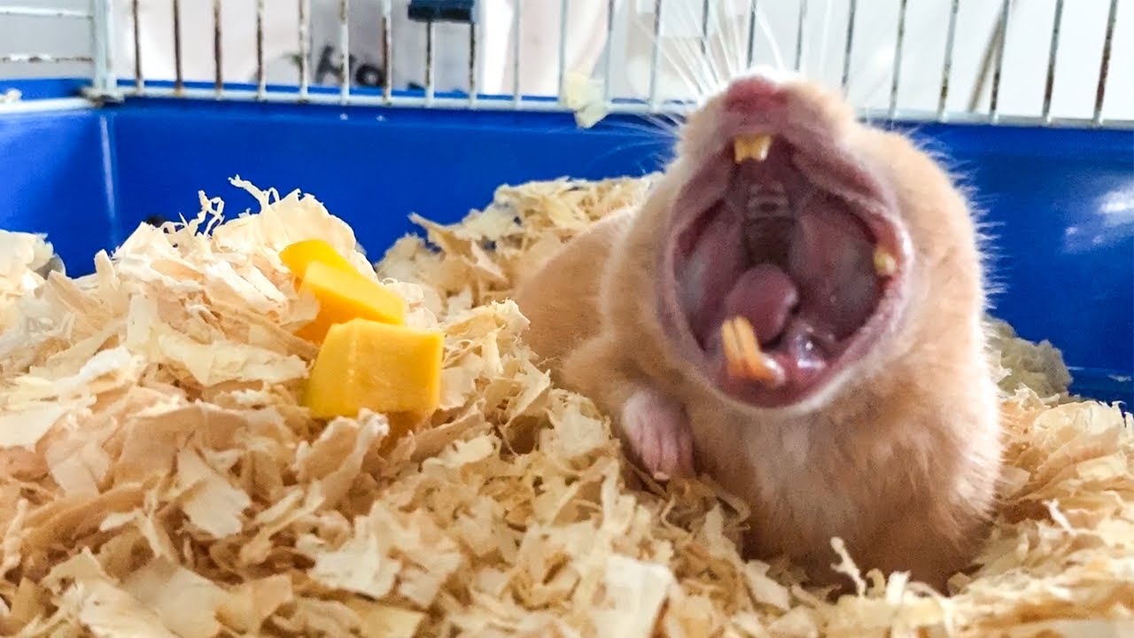 Waking A Sleeping Hamster By Surrounding Him With Pumpkin My Funny