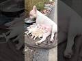 Pity Mother and Children #bulldog #straydogs #puppy #nursing #dog #rescue #pets #petlover #animals