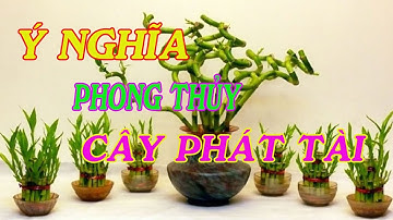 ý nghĩa phong thủy cây phát tài