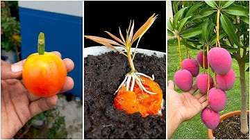 Amazing hack to grow mango plant from stem ||  Step by step guide-line in this video || Watch it end