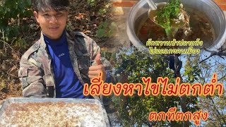 Ep.5 สอยไข่มดส้ม (ไข่มดแดง) ทำแกงผักหวานป่าปลาแห้งสูตรเมืองแท้รำๆ