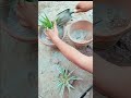 Green & Variegated Spider Plant Repotting Hack 🔥