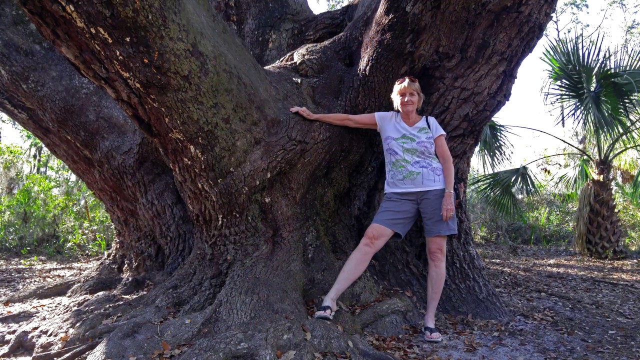 Second Largest Live Oak Tree In Florida In 4k YouTube Second Largest Live Oak Tree In Florida In 4k YouTube