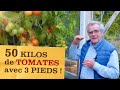 Des kilos de tomates avec seulement 3 pieds ! Recettes d