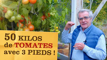 Pourquoi ne pas planter tomate et pomme de terre ?