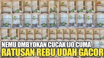 REJEKI ! NEMU OMBYOKAN CUCAK IJO CUMA RATUSAN RIBU MALAH GACOR !