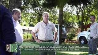 Download lagu PINO HÍBRIDO F1 INTA-PINDO: MATERIAL GENÉTICO AL SERVICIO DE LA PRODUCCIÓN MISIONERA