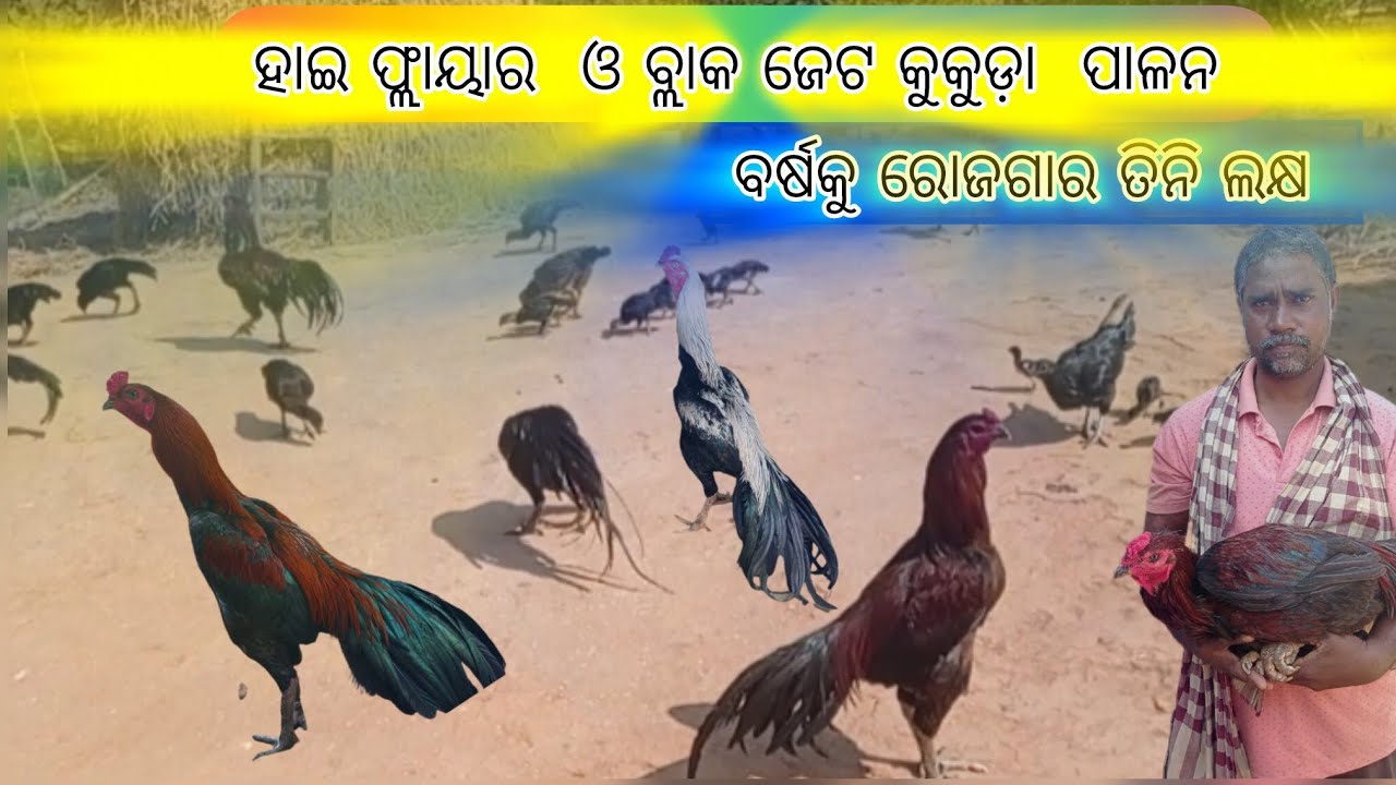 କେନ୍ଦୁଝରର ଜଣେ ସଫଳ କୁକୁଡ଼ା ଚାଷୀ ||ବ୍ଲାକ ଜେଟ  ଓ ହାଇ ଫ୍ଲାୟାର କୁକୁଡ଼ା ପାଳନ ||poultry farming in odisha 