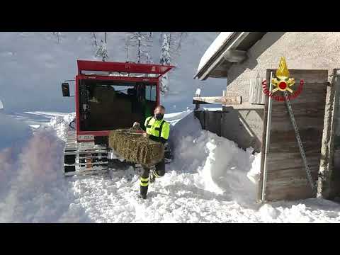 I vigili del fuoco portano il foraggio a 30 capre isolate dalla neve a malga La Grava Zoldo