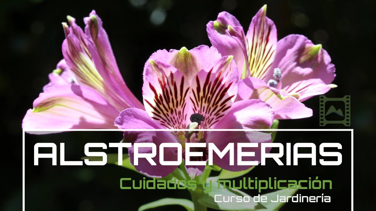 Cómo cultivar y multiplicar 💐 ALSTROEMERIAS, Azucenas de Perú [v74] Curso básico de Jardinería | LdN
