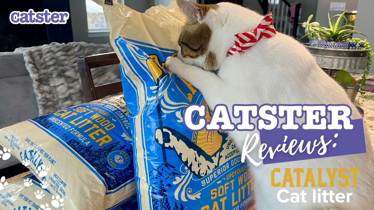 Catalyst Pet Cat Litter Review - YouTube