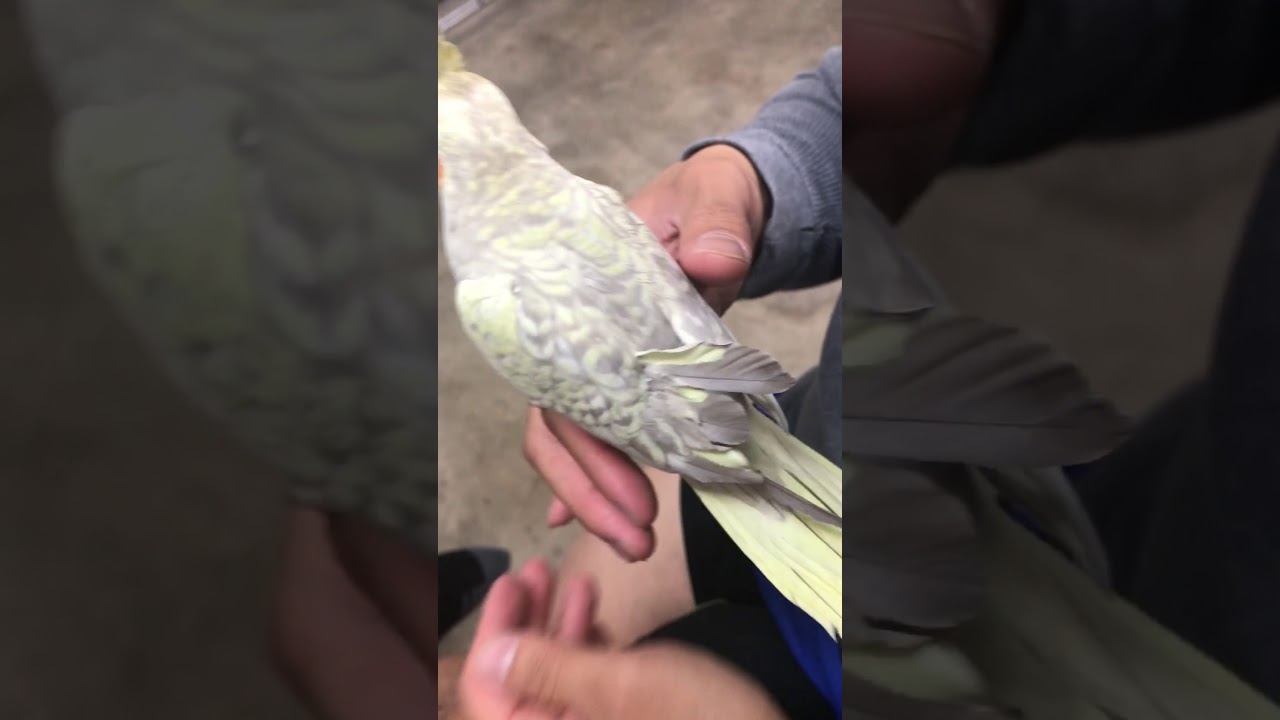 Cockatiel removing Blood Feather YouTube