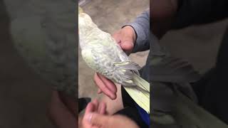 Cockatiel - removing Blood Feather