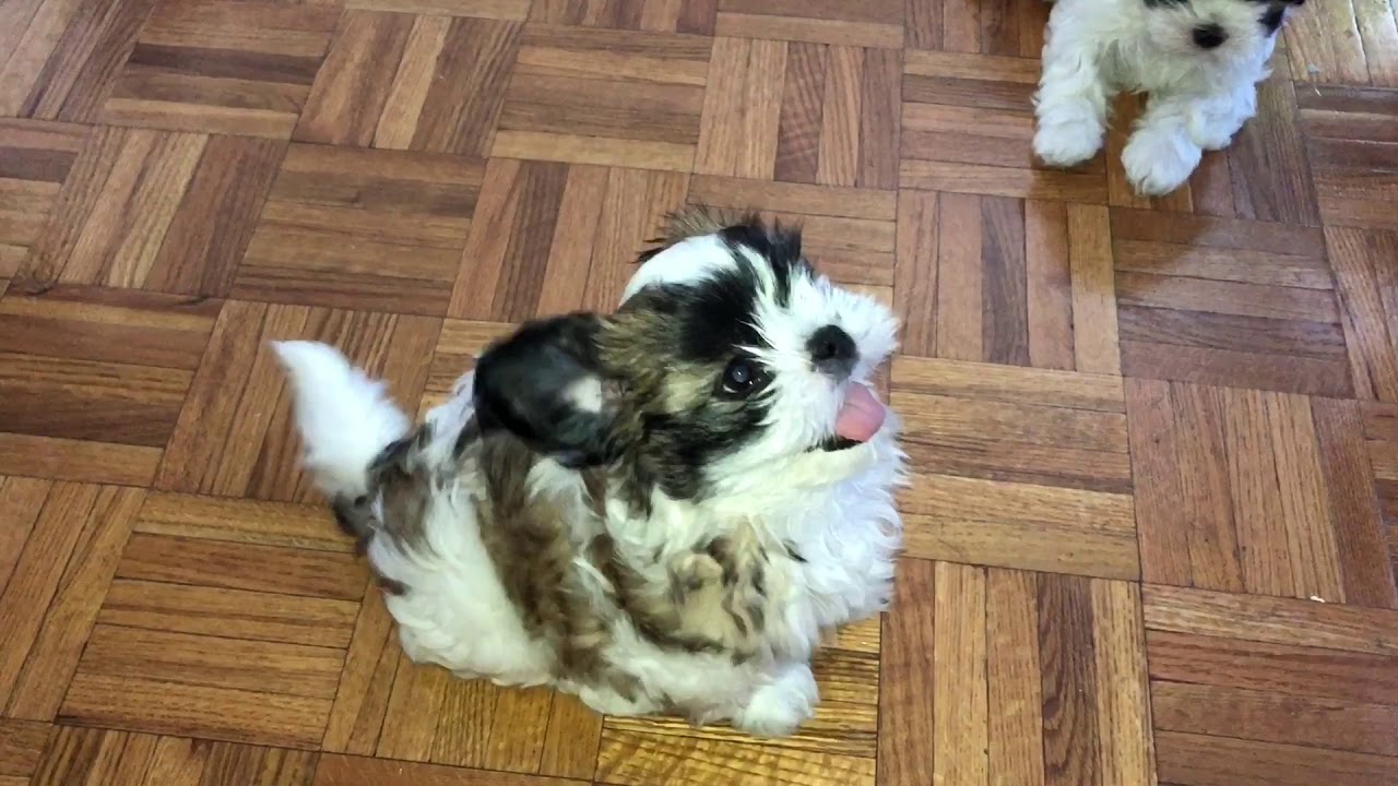 MALSHI PUPPIES 🐶 TRAINING AND PLAYING YouTube