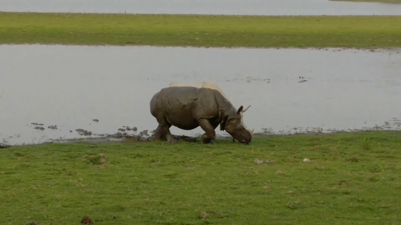 camera iphone 8 plus apk Great One-horned Rhino at Kaziranga National Park, Assam