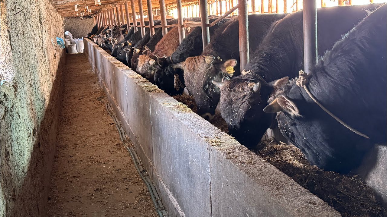 30 TA BUQAGA YEM TAYYORLASH. O’ZIMNI BUQALARIM 11-KUN!