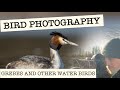 BIRD PHOTOGRAPHY - Crested Grebe and more - Wildlife VLOG