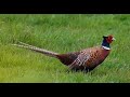 Ловля Фазана на петлю. Как поймать Фазана. Ловить Фазана. Catching a Pheasant on a loop.