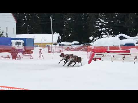 ЗРЕЛИЩНОЕ  ШОУ. ДЕНЬ  ОЛЕНЕВОДА   В  ХАНТЫ-МАНСИЙСКЕ. THE REINDEER BREEDER DAY IN KHANTY-MANSIYSK.