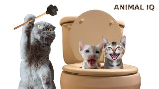 Funny #Cats & #Dogs Animal Video  2023 - 5 by Pet Comedy 25 views 1 year ago 2 minutes, 13 seconds