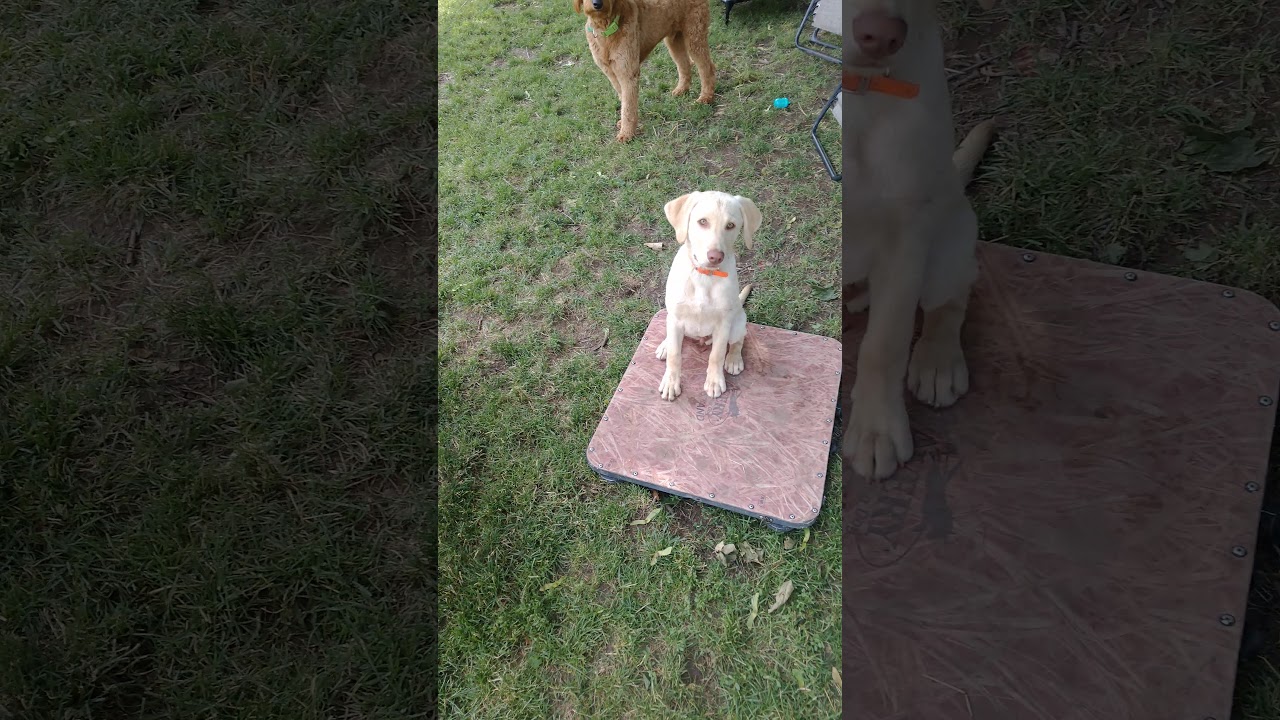 Miller Blind and Place Training YouTube