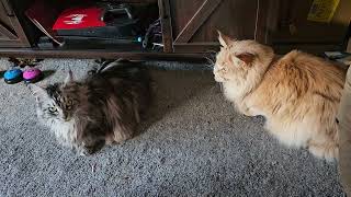 Maine Coon v Maine Coon