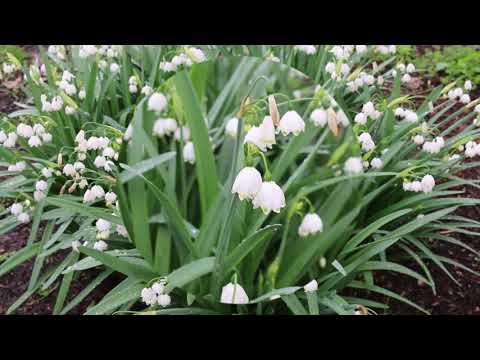 Video: Wanneer leucojum bollen planten?