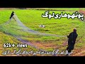 Quail hunting punjab Pakistan || batair ka shikar ||  hunting with dogs || بٹیر کا شکار پوٹھوہار