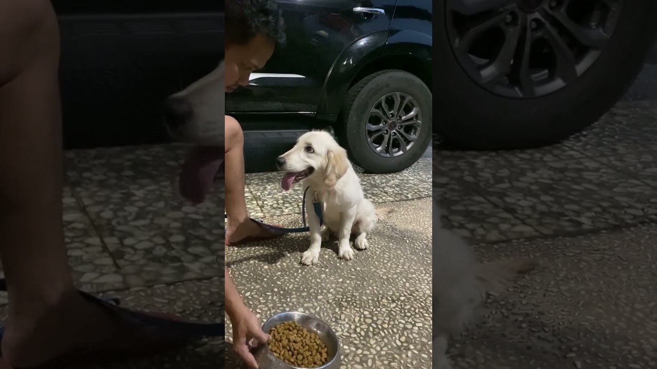 Golden Retriever | Xavier Bubble our beloved dog