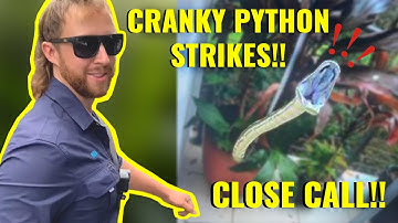 CRANKY PYTHON STRIKES!!!