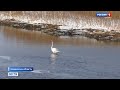 Белого лебедя Петра спасают жители деревни в Кемерове