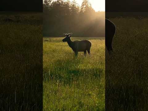 Yellowstone Lamar Valley Elk sighting early morning #wildlife #elk #deer #travel #fun #viral #shorts