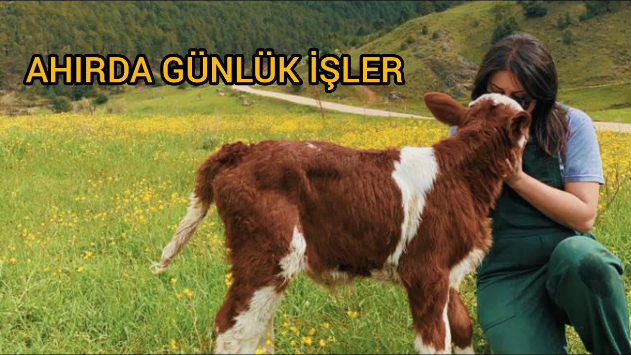 120 BÜYÜKBAŞLA SABAH RUTİNİ 👩‍🌾 SÜT İNEKÇİLİĞİ VE MERA HAYVANCILIĞI AİLE MÜCADELESİ