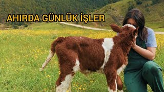 120 BÜYÜKBAŞLA SABAH RUTİNİ 👩‍🌾 SÜT İNEKÇİLİĞİ VE MERA HAYVANCILIĞI AİLE MÜCADELESİ