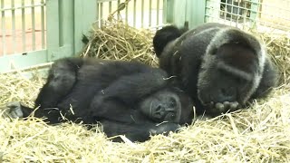 Gorilla⭐When Genki was about to give birth, the zookeeper and Momotaro were taking care of Gentaro.