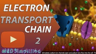 Download Electron Transport Chain Etc Part 2 Video MP3 Electron Transport Chain Etc Part 2