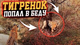 СМОТРИМ ! К попавшему в беду тигренку СПЕШИТ ПОМОЩЬ !!!