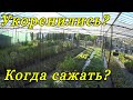 Когда высаживать укорененные черенки декоративных растений? Самый благоприятный период года.