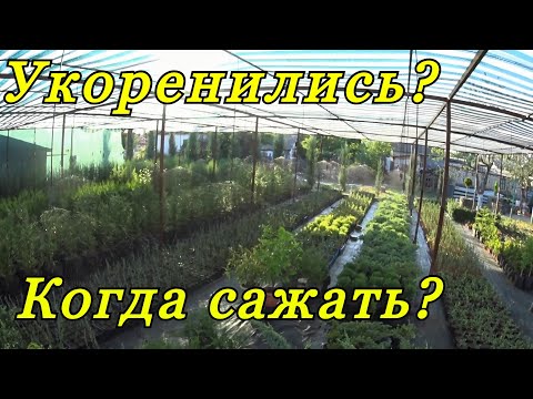 Видео: Что такое укоренившийся?