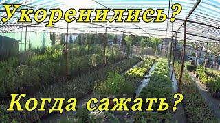 Когда высаживать укорененные черенки декоративных растений? Самый благоприятный период года.