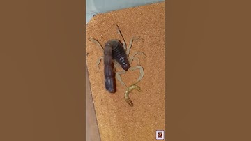 Parabuthus Schlechteri Bọ Cạp Sa Mạc Nam Phi (Burrowing Thick Tail Scorpion)