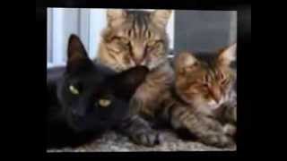Miniatura de vídeo de "Arik Einstein shlosha hatulim אריק איינשטיין שיר על שלושה חתולים‬‎"