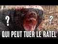 5 animaux qui pourraient vaincre un ratel