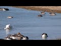 Birding UK (Spoonbills 2020)