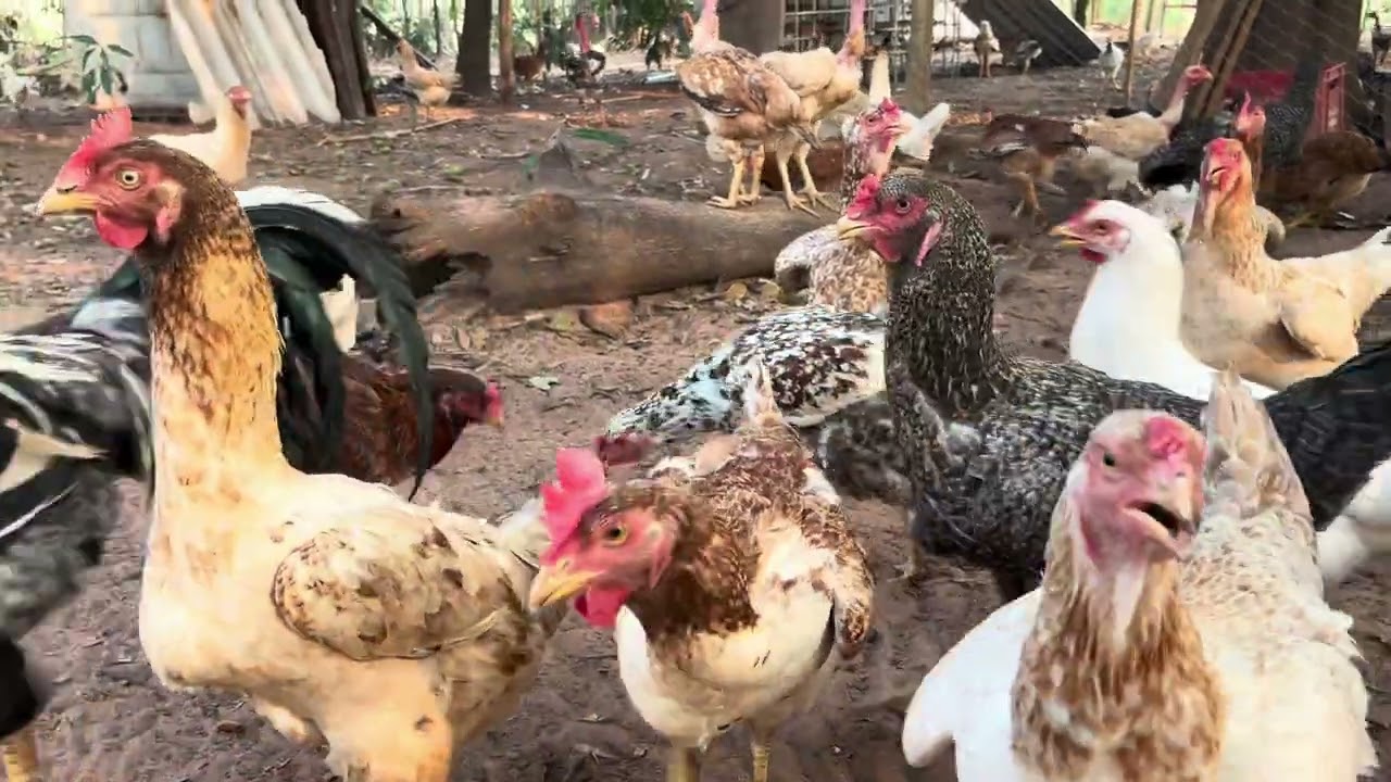 Algumas galinhas adquiridas do plantel da Marlene Rosa, há mais de seis meses 🐔