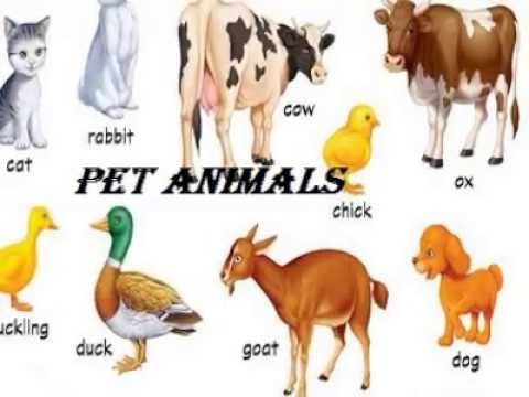 pets and animal