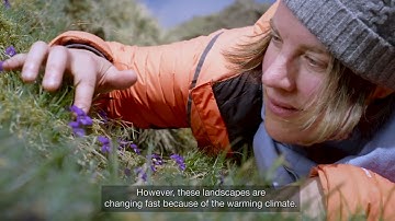 How tundra plants respond to climate change and what it means for future ecosystems
