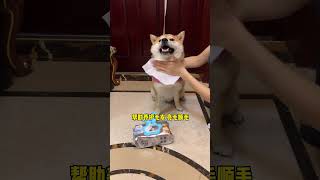 Sanıyordum Ki Tüm Köpeklerin Eve Dönüş Rutini Budur Öpekbakımı