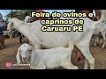 FEIRA DE OVINOS E CAPRINOS DE CARUARU PE TERÇA FEIRA 08/12/2020 LUIZ  PINTO