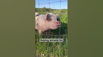 If we eat #animal #protein I perfect to know how it’s raised #homestead #pork #livestock #farm